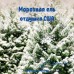 "Морозная ель" (BB Frosted Fir Fragrance Oil) - отдушка США