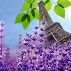 "Французская лаванда" - NG French Lavender, отдушка США